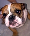 VINNY: dognapped 
