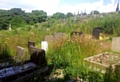 OVERGROWN weeds and grass cover the graves at St Chad’s Church 