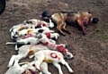 THESE lambs were slaughtered by the dog seen here, shot by the farmer  

