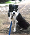 Fergus: one of many dogs who need a home