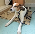 Cody was at Graham Liggett side at Dr Kershaw’s Hospice