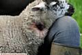 LUCKY the lamb has survived being shot in the neck while on the Crowther farm in Greenfield