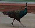 
Oldham Peacock