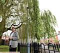 MARION Wilson under a similar tree which overhangs a path near her home