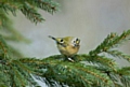 Walkers may spot a beautiful Goldcrest.

Picture by John Bridges