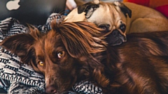 New Year's Eve celebrations can be a traumatising time for your dog