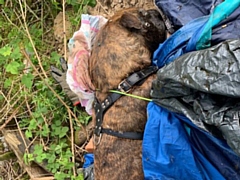Dog found in woodland in Oldham