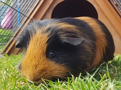 Manchester Veterinary Street Surgery