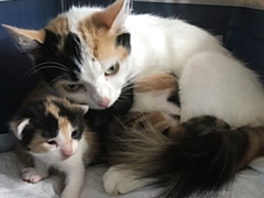 The cat and her five kittens were dumped in Oldham.