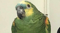 This lost Blue-fronted Amazon parrot is very friendly