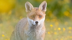 Oldham Teenager Ben Harrott snapped this picture of a fox and claimed the prize.