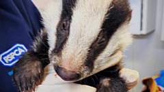 The eight-week old female badger is now recovering well and is being hand-reared