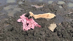 The little calf ended up in trouble after venturing into a boggy pond that had dried up in the hot weather