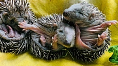 The tiny newborn hedgehogs were found with their mum inside a shed which was due to be knocked down