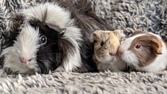 The RSPCA is concerned that as vets have understandably had to prioritise emergencies during the coronavirus crisis that there could be lots more unneutered guinea pigs having unwanted litters