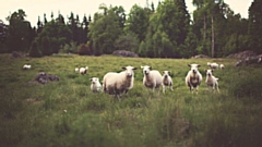The incident took place in a field near Uppermill