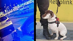 Seven-year-old police dog Lucy pictured on duty. Image courtesy of the GMP Oldham Central Facebook page
