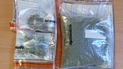 During a search, officers located substantial quantities of cannabis bush, in addition to drugs paraphernalia, packaging, mobile devices and a machete