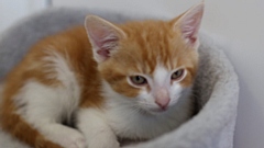 The grant means animals can continue to be cared for