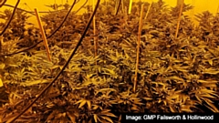 The cannabis plants discovered in Hollinwood