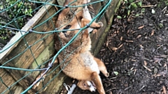 A Middleton man saw the fox trapped in his garden and alerted the RSPCA