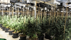 Cannabis plants uncovered during the raid