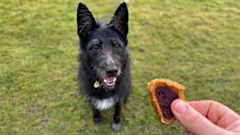 You can learn more about picnic etiquette