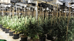 Cannabis plants uncovered during the raid