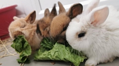 This Rabbit Awareness Week (June 28 to July 4), the RSPCA is highlighting why rabbits are not ‘easy, starter pets’