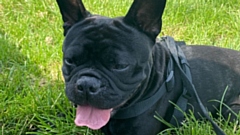 The Higgins family's beloved dog, Chase