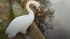 The swan was trapped on a flat roof at the Kingfisher pub for several days