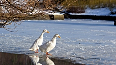Geese in Alexandra Park