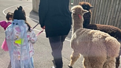 Children walking the alpaca on the fun day