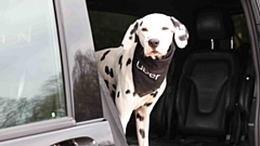 Trails of the new Uber Pet have worked well. 