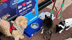 Northern is rolling out pup-friendly provisions