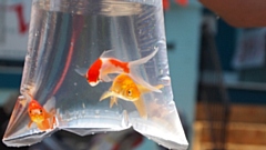 Since 2015, the RSPCA has had 147 calls about goldfish and other aquatic animals being given as prizes