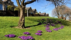 The distinctive purple crocus was adopted to symbolise part of Rotary's ongoing Polio eradication programme