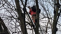 Terrified Sparky was trapped up the 40-foot high tree for around 30 hours