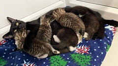The mum cat and her three-week-old kittens are now doing well in the care of the RSPCA Manchester and Salford branch