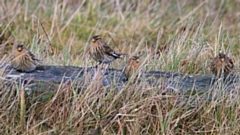 Chris Jepson-Brown’s winning photograph of four twites resting in the grass