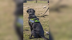 Image courtesy of GMP