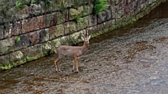 This fawn had managed to get itself stuck in the Ashway Gap overflow
