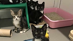The ‘Local Voice for Animals’ RSPCA campaign has eight key aims, which include stopping illegal puppy and kitten trading