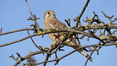 The moors around Marsden provide the perfect breeding ground for some of the nation’s rarer birds