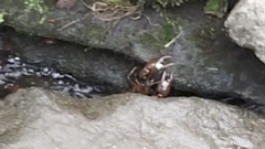 The Signal Crayfish pictured in Uppermill
