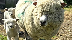 The family have 37 heritage pedigree Ryeland sheep