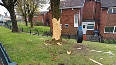 A large mature Acer was damaged and was felled last week