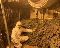 Large scale cannabis cultivation operation was discovered at an industrial unit in Oldham.